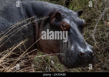 Hippopotamus in Selous Game Reserve in Tansania Stockfoto