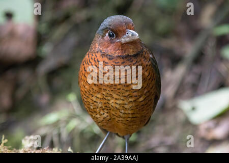 Die riesigen Antpitta ist eine seltene und selten gesehen antpitta und zu den größten in der antpitta Familie. Es ist nur in Ecuador und Kolumbien gefunden. Stockfoto