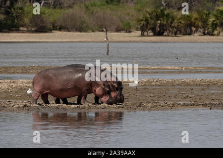 Hippopotamus in Selous Game Reserve in Tansania Stockfoto