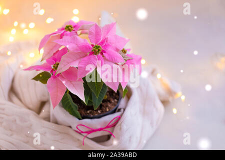 Weihnachten rosa Weihnachtsstern vergossen mit beiger Strickpullover mit funkelnden Girlande, getönt Stockfoto