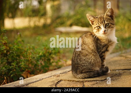Tabby kitten Outdoor Portrait. Von der Seite. Niedliche Haustiere. Pet im Garten Stockfoto