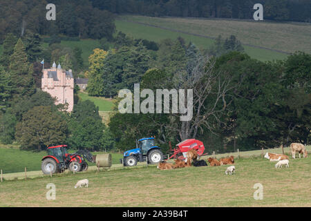 Kühe und Schafe auf als Zwei Landwirte Ballen und Ladung Heu am Fuße des Craigievar Castle an einem sonnigen Morgen Stockfoto