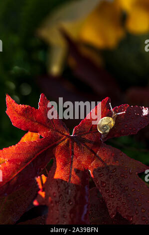 Kleine kleine schnecke auf einen Herbst Red maple leaf Stockfoto