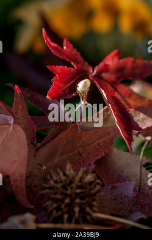 Kleine kleine schnecke auf einen Herbst Red maple leaf Stockfoto