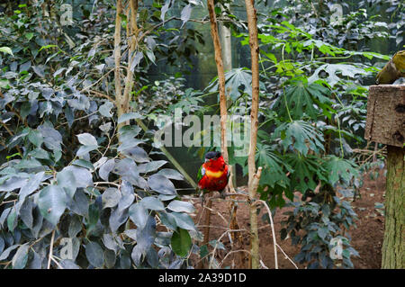 Bunte Papagei bei tropischen Botanik posing Stockfoto