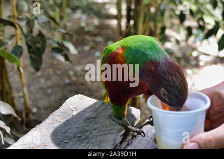 Bunte Papagei bei tropischen Botanik posing Stockfoto