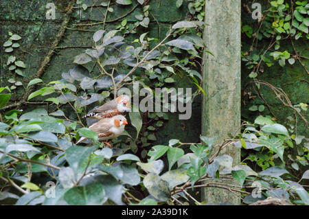 Bunte Papagei bei tropischen Botanik posing Stockfoto