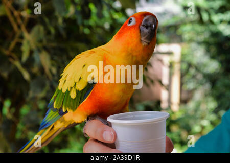 Bunte Papagei bei tropischen Botanik posing Stockfoto