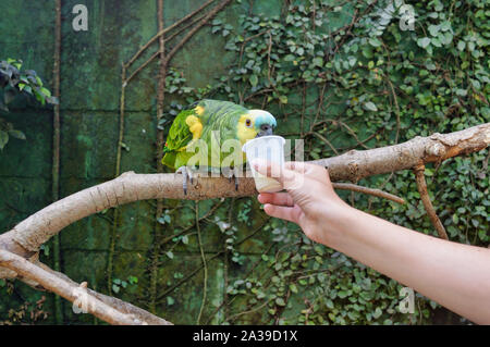 Bunte Papagei bei tropischen Botanik posing Stockfoto