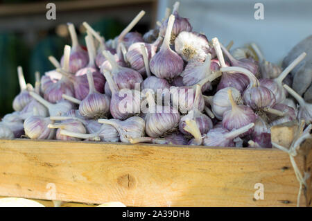 Große Zwiebeln Knoblauch liegen in einer Holzkiste, die für den Verkauf auf dem Markt. Sommer. Russland. Stockfoto
