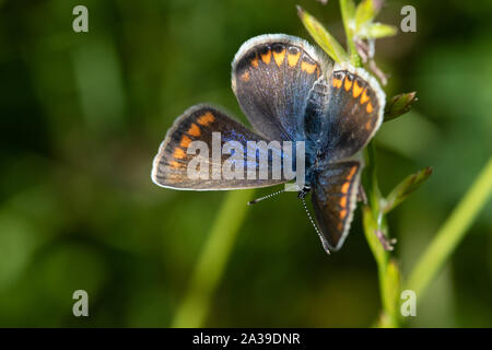 Weibliche gemeinsame Blau (Polyommatus icarus) Sonnenbaden auf einer Anlage Stammzellen Stockfoto