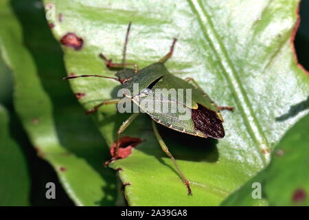 Green shield Bug, Palomena prasina, ist eine europäische Arten in der Familie Pentatomidae. Auch bezeichnet als grüne Wanze stinken, Acrosternum hilare Stockfoto