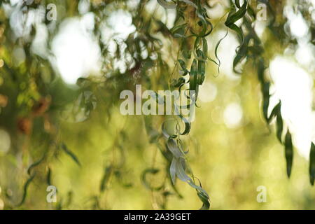 Curly Willow Tree closeup Filialen. Grüne Blätter. Tag Sommer mit warmen Abendlicht. Stockfoto