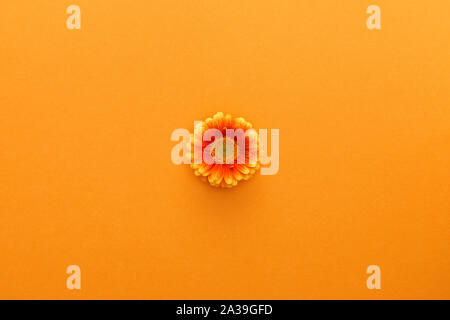 Blick von oben auf die gerbera Blume auf orangefarbenem Hintergrund Stockfoto