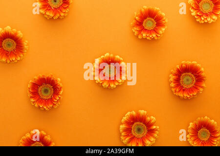 Blick von oben auf die gerbera Blumen auf orangefarbenem Hintergrund Stockfoto