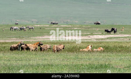 Hyänen belästigend zwei weibliche Löwen auf einem Zebra Kadaver in der Mitte Schlemmen - Tag Hitzeflimmern, Ngorongoro Krater, Tansania Stockfoto