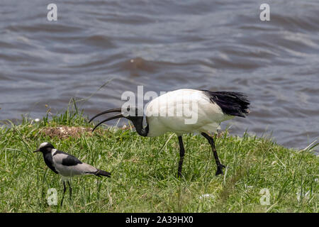 Afrikanische Heilige Ibis (Threskiornis aethiopicus) shoreside mit einem Schmied Kiebitz (Vanellus armatus), Ngorongoro Krater, Tansania Stockfoto