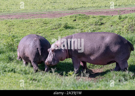 Paar Flusspferde (Hippopotamus amphibius) Beweidung in frischem Gras in der offenen, Ngorongoro Krater, Tansania Stockfoto