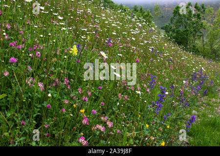 Blühende Alpenwiese in Fuente De, Nationalpark Picos de Europa, Spanien Stockfoto