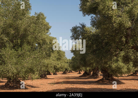Alte Olivenbäume in der Nähe von Ostuni, Apulien, Italien. Stockfoto