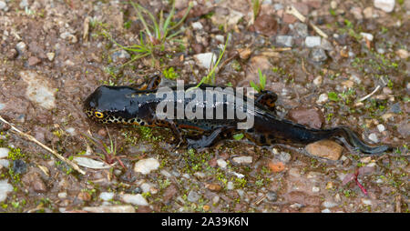 Bergmolch (Ichthyosaura alpestris) zu Fuß auf einem Kiesweg Stockfoto