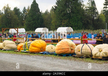 Riesenkürbis Wiegen, Langley, B.C., Kanada. Oktober 5, 2019. Eine Reihe von riesigen kürbisse Warten abgewogen werden. Stockfoto