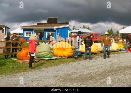 Riesenkürbis Wiegen, Langley, B.C., Kanada. Oktober 5, 2019. Eine Reihe von riesigen kürbisse mit Zuschauer warten auf den wiegen. Stockfoto