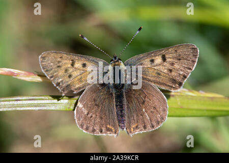 Männliche rußigen Kupfer (Lycaena tityrus) Schmetterling Aalen in der Sonne Stockfoto