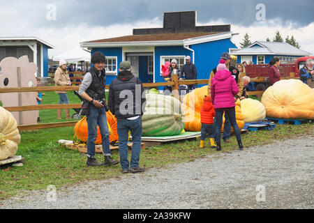 Riesenkürbis Wiegen, Langley, B.C., Kanada. Oktober 5, 2019. Die Leute, die auf der Suche an der riesigen kürbisse. Stockfoto