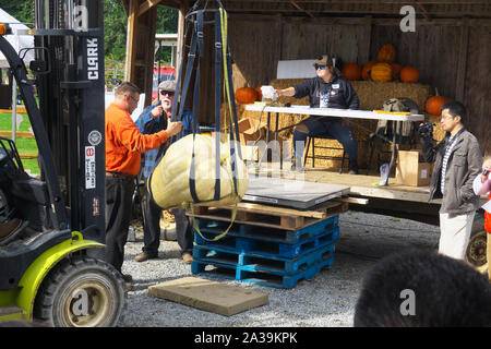 Riesenkürbis Wiegen, Langley, B.C., Kanada. Oktober 5, 2019. Gabelstapler anheben eines riesigen Kürbis auf die Skala. Stockfoto