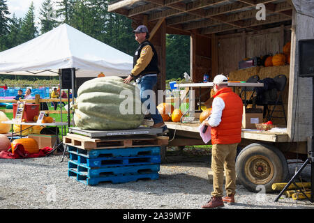 Riesenkürbis Wiegen, Langley, B.C., Kanada. Oktober 5, 2019. Der Mensch steht mit seiner riesigen Kürbis nach gewogen wurde. Stockfoto