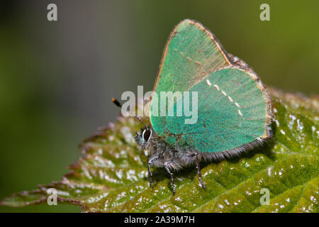 Green Hairstreak (Callophrys Rubi) auf einem dornbusch Blatt Stockfoto