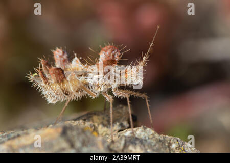 Goldene Ei Bug (Phyllomorpha baumannii) Stockfoto