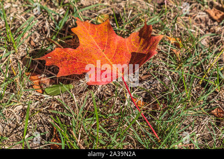 Ein maple leaf eingeschaltet Orange auf dem Boden im Herbst Saison Stockfoto