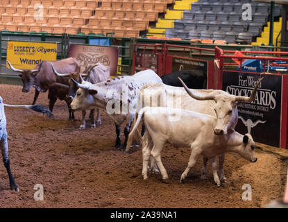 Szene aus Pawnee Bill's Wild West Show im Cowtown Coliseum im Stockyards District von Fort Worth, Texas Stockfoto