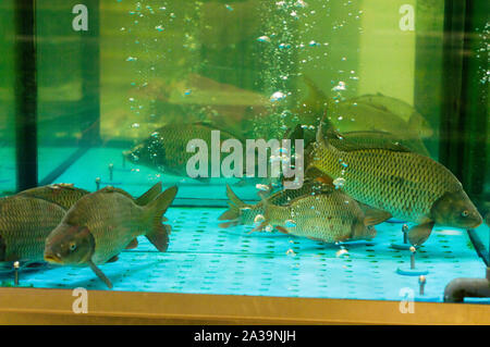 Lebende Fische im Aquarium. Karpfen im Aquarium. Stockfoto