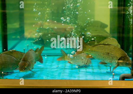 Lebende Fische im Aquarium. Karpfen im Aquarium. Stockfoto