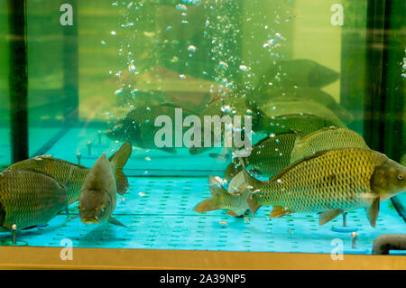 Lebende Fische im Aquarium. Karpfen im Aquarium. Stockfoto