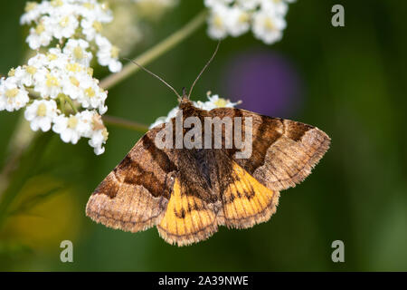 Burnett Begleiter (Euclidia glyphica) Motte Fütterung auf weißen umbellifer Blumen Stockfoto