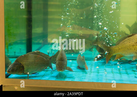 Lebende Fische im Aquarium. Karpfen im Aquarium. Stockfoto