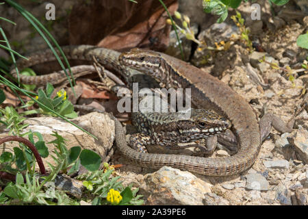 Männliche und weibliche Gemeinsamen Wand Eidechsen (Podarcis muralis), Picos de Europa, Spanien Stockfoto