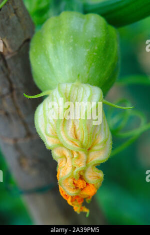 Orange squash Blütenknospe in Makro Stockfoto