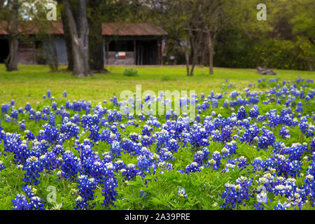 Bereich der Bluebonnets in einer ländlichen Gegend von Texas Hill Country Stockfoto