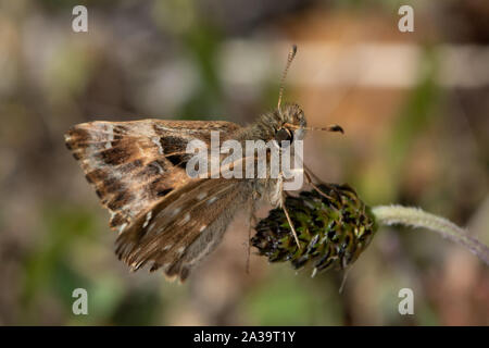 Malve Skipper (Carcharodus alceae) ruht auf einer toten Blume Kopf Stockfoto