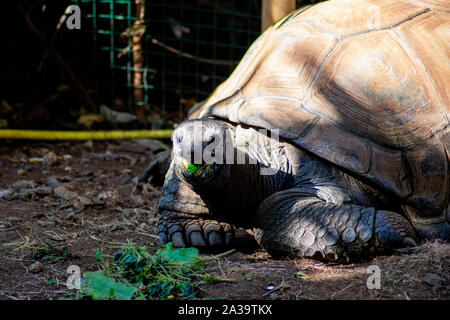 Seitenansicht des riesigen Seychellen Schildkröte Baden bei Sonnenuntergang beim Essen grünes Gemüse. Stockfoto