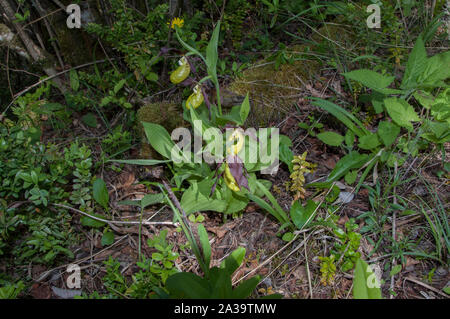 Orchid Ladys Frauenschuh (Cypripedium calceolus) die größte der Europäischen Orchideen wachsen in Wäldern im Vercors, Frankreich Stockfoto