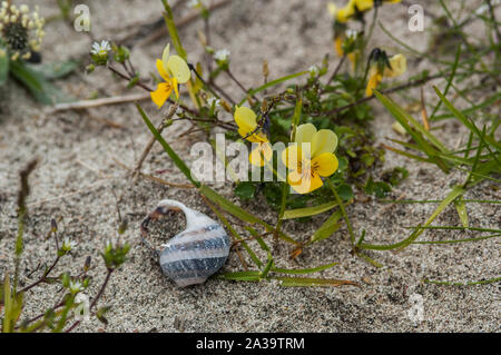 Wildes Stiefmütterchen (Viola tricolor), die auf der sandigen Machair, Benbecula, Western Isles Stockfoto
