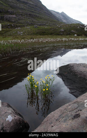 Spearwort lesser (Ranunculus flammula), im Loch Maree, Beinn Eighe NNR, Torridon, NW Schottland wächst Stockfoto