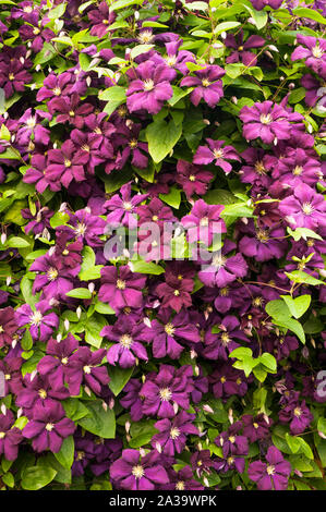 Clematis The President eine Gruppe 2 frühe Blüte klettern Clematis mit großen lila Blumen und Laub- und vollkommen winterhart Stockfoto