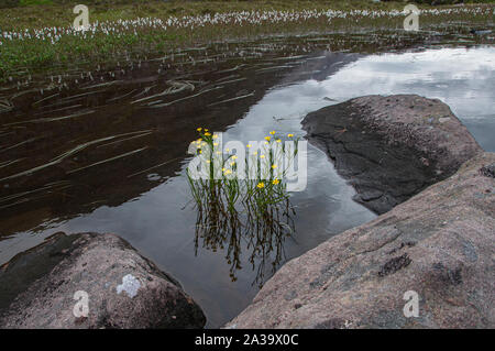 Spearwort lesser (Ranunculus flammula), im Loch Maree, Beinn Eighe NNR, Torridon, NW Schottland wächst Stockfoto